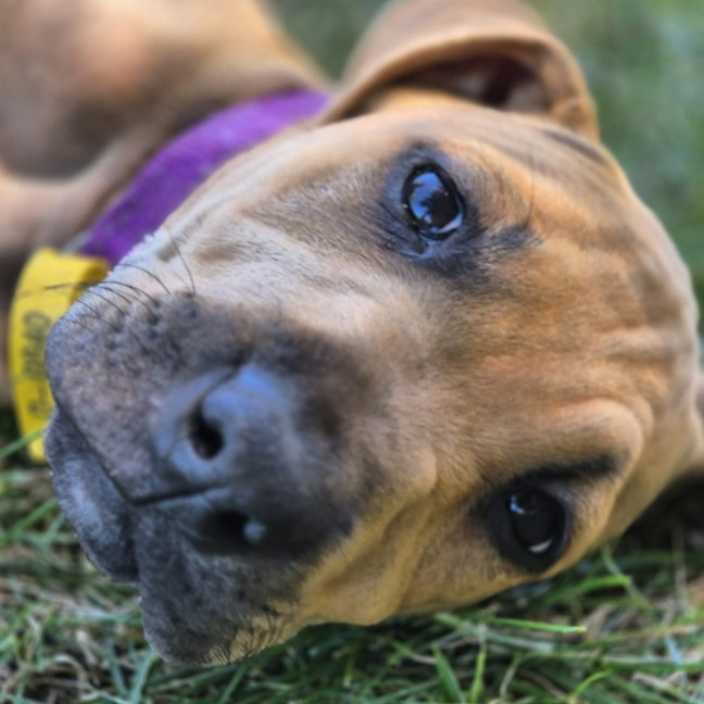 Photo of Macadamia Twist