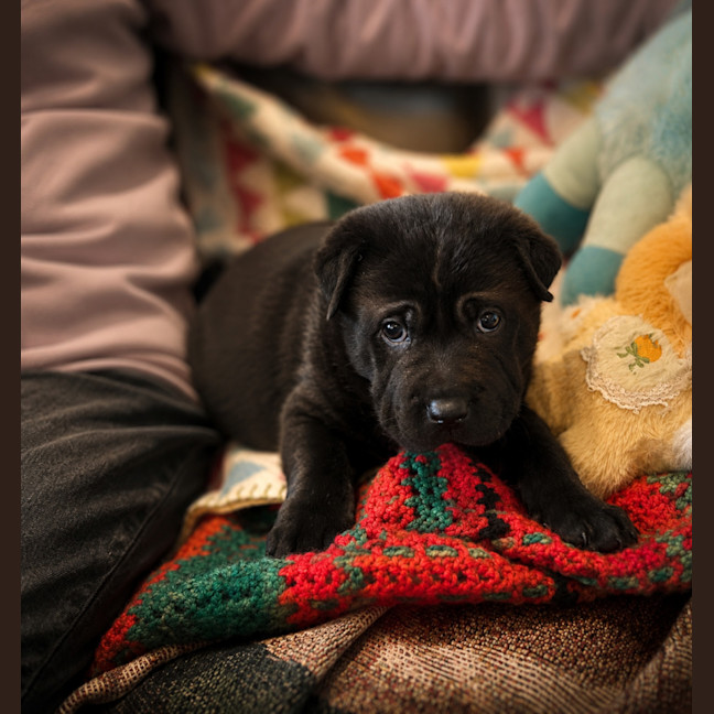 Photo of Flint
