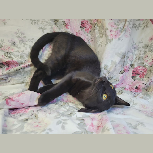 Photo of Pretzel 🥨