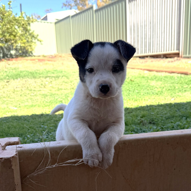 Photo of Rascal