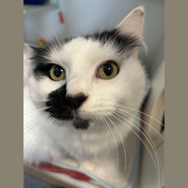 Photo of Alice (Kiwi)