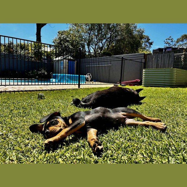 Photo of Maisy – 3 Month Old French Bulldog X