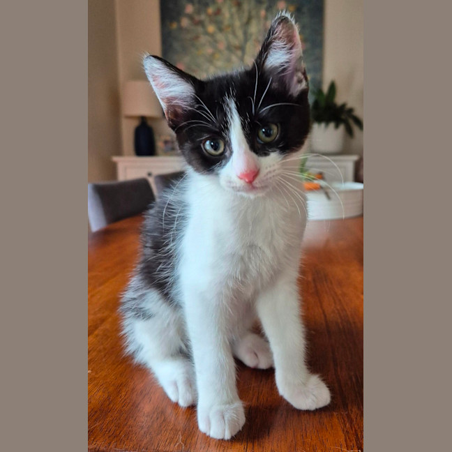 Photo of Ted Meet Me @Petstock Dandenong Store