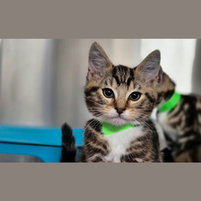 Photo of Olive
