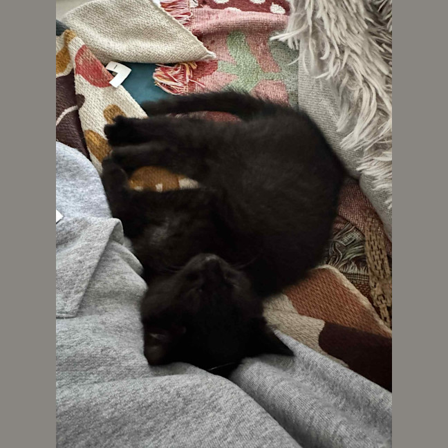 Photo of Pixie & Rocky