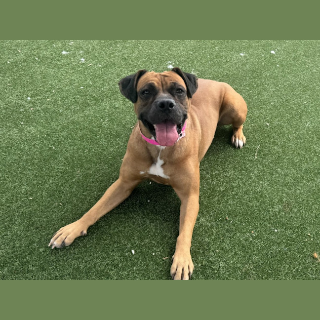 Photo of Brookie Imp 2657