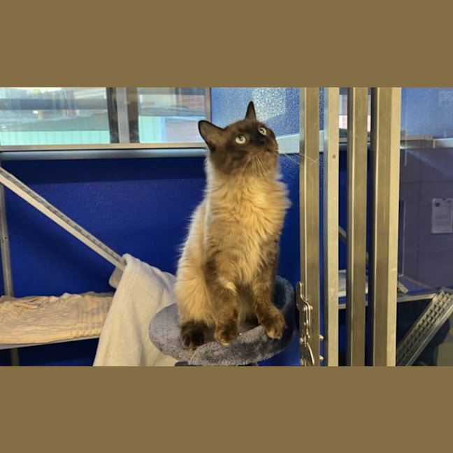 Photo of Goose
