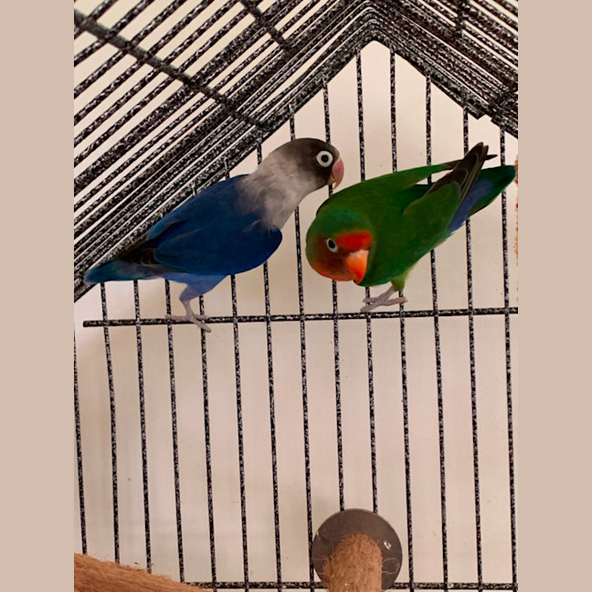 Photo of Bernard And Bianca 