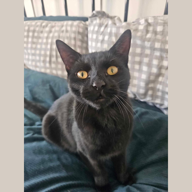 Photo of Sirius ❤️