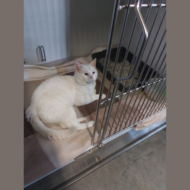 Photo of Special Needs Papa