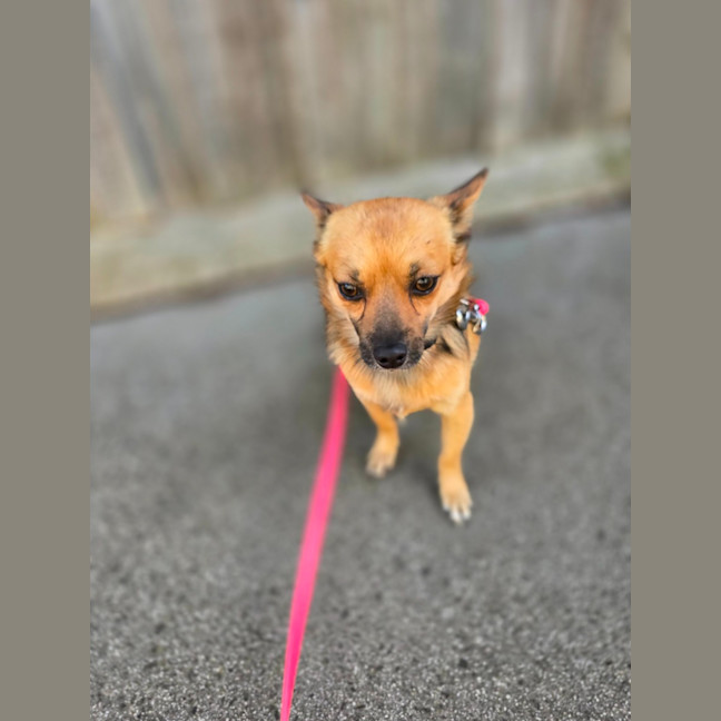 Photo of Benji