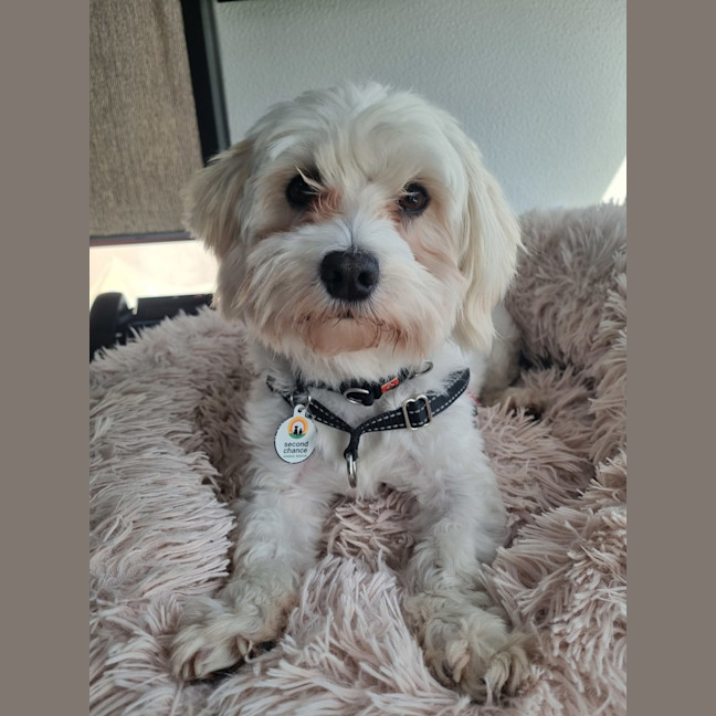 Photo of Max (Was Yoki ) 