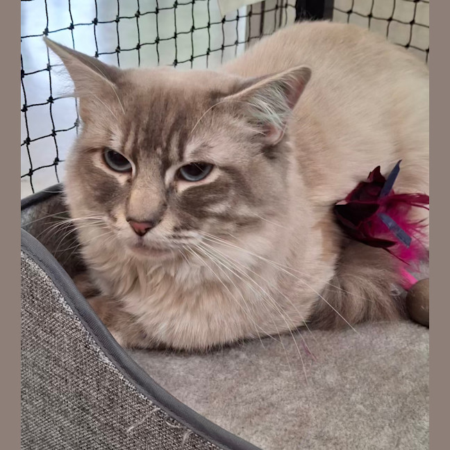 Photo of Vanilla * 9 Lives Project Rescue*