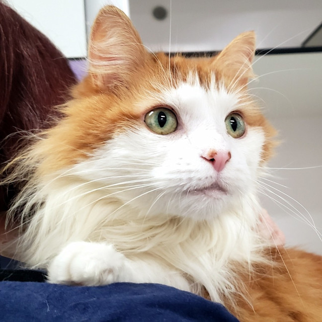 Photo of Tiger Rsua006294