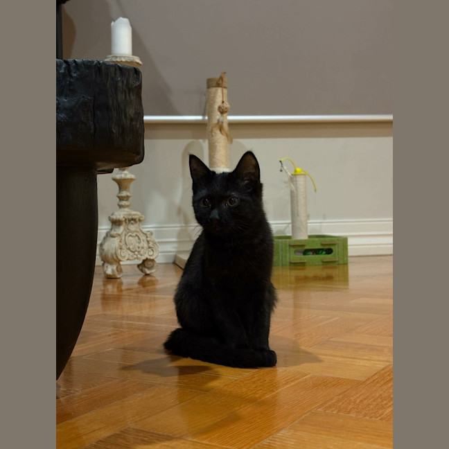 Photo of Velvet