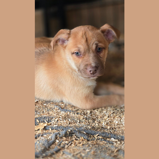 Photo of Applejack