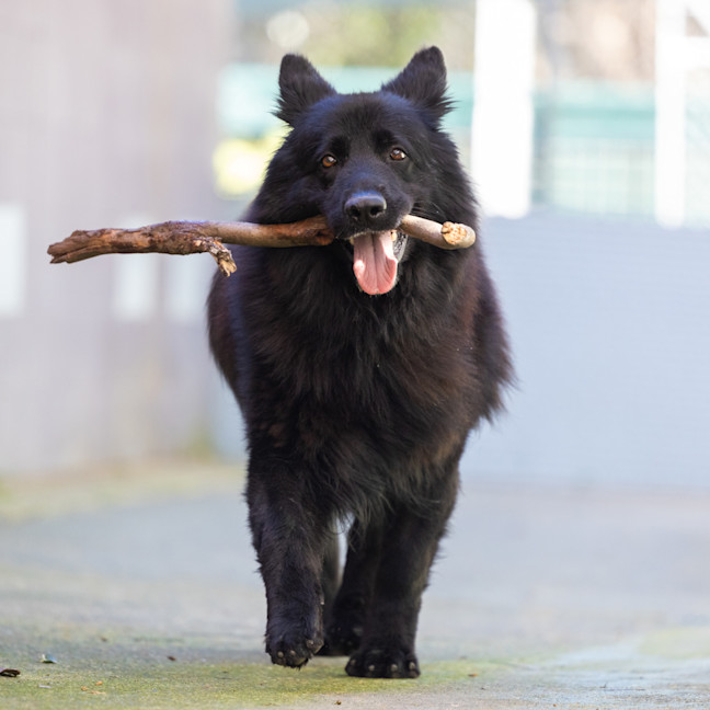Photo of Wolfie