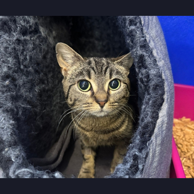 Photo of Niko