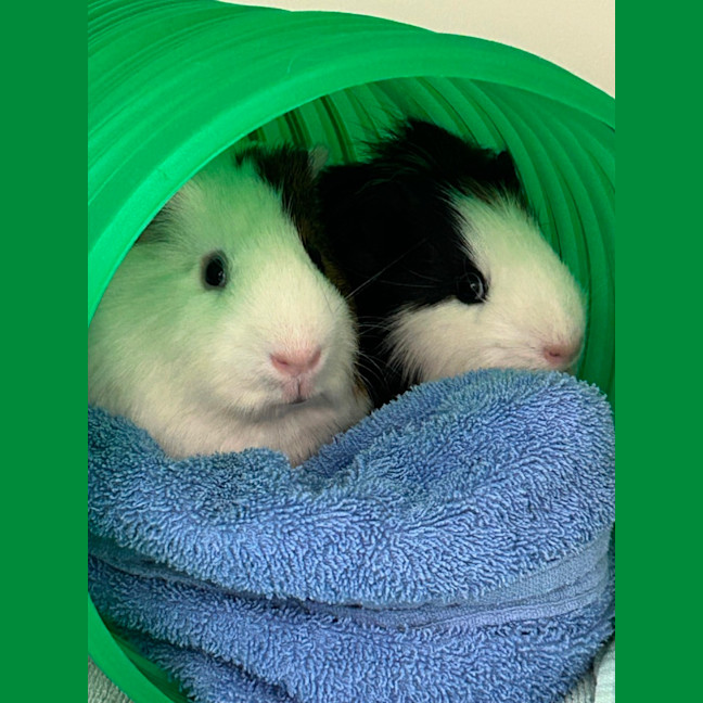 Photo of Kazoo & Trumpet