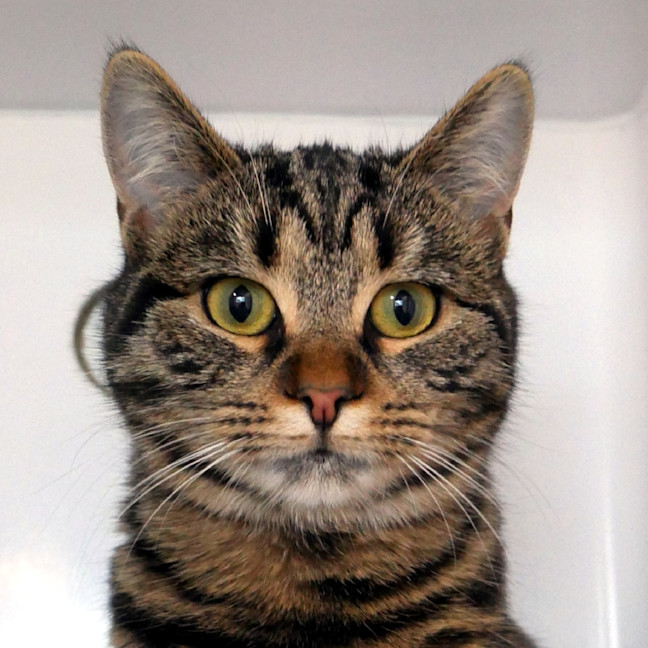 Photo of Skittles Stk013818