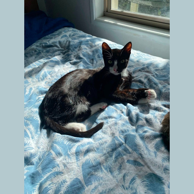 Photo of Fig