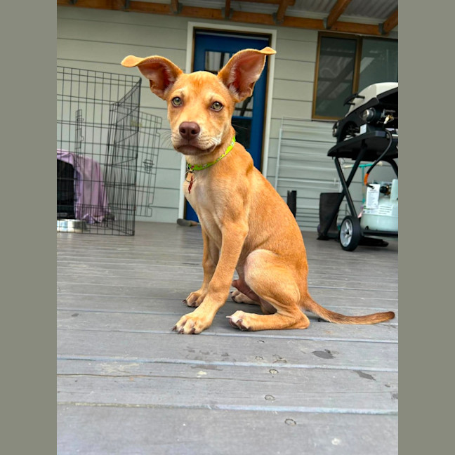 Photo of Ranger