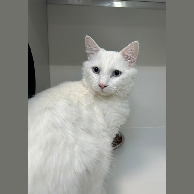 Photo of Ghostie