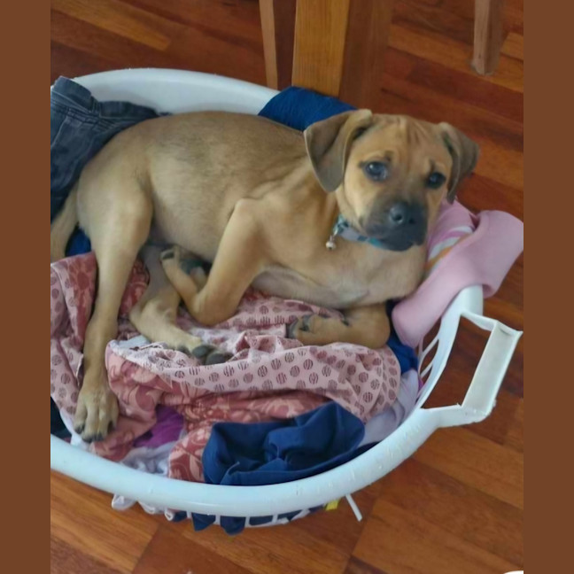 Photo of Bingo 