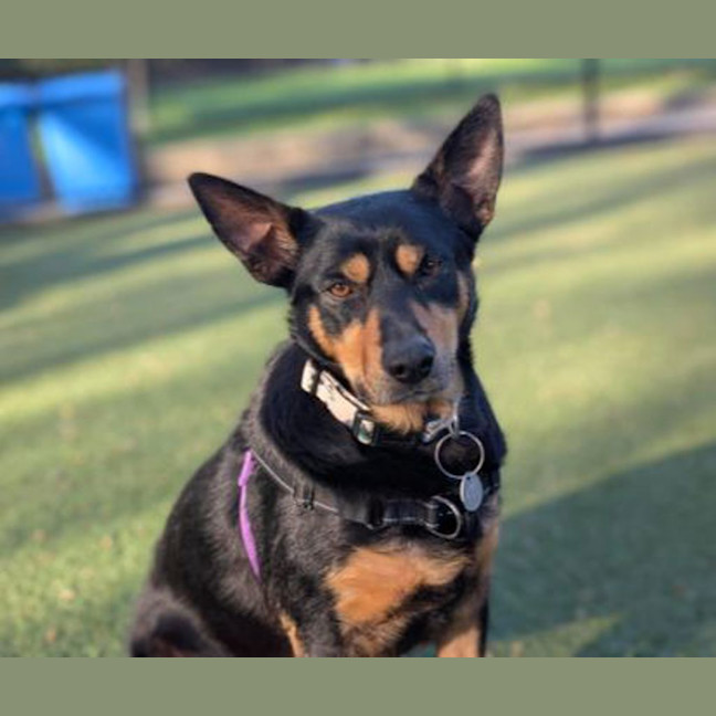 Photo of Bella