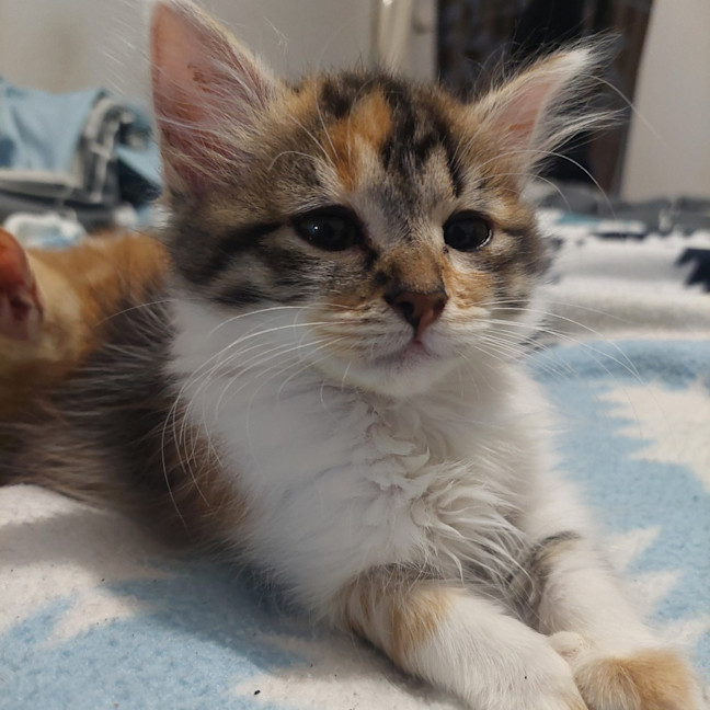 Photo of Harlow
