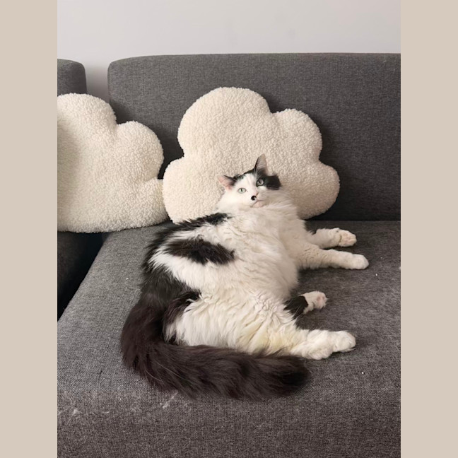 Photo of Beerus   In Foster Care In Northcote