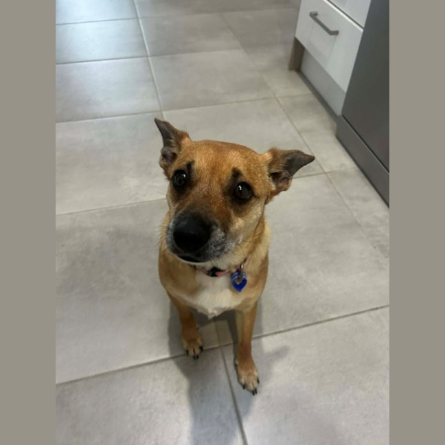 Photo of Remi   6 Year Old Jack Russell X, Girl