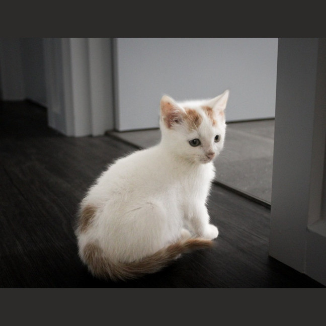Photo of Leo