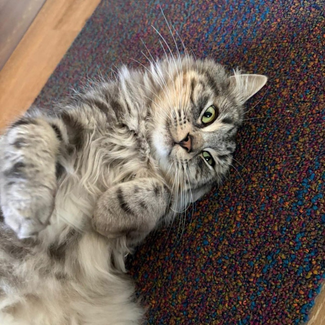 Photo of Teddy
