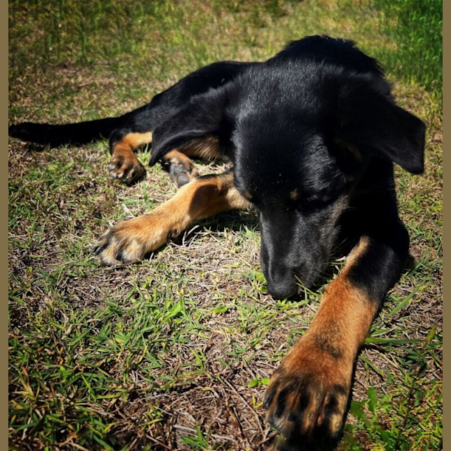Photo of Angus