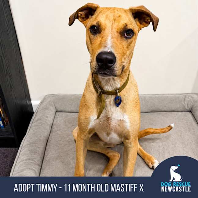 Photo of Timmy   11 Month Old Mastiff X