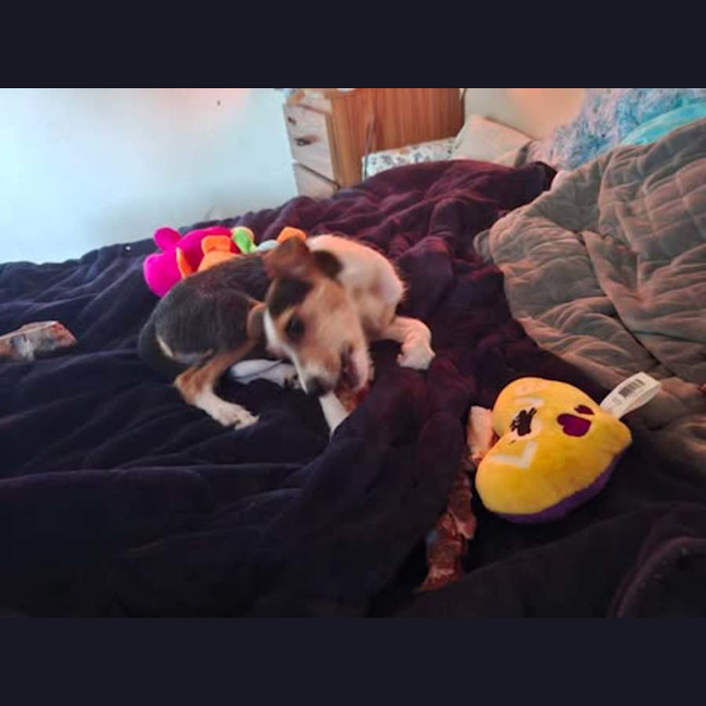 Photo of Bella 