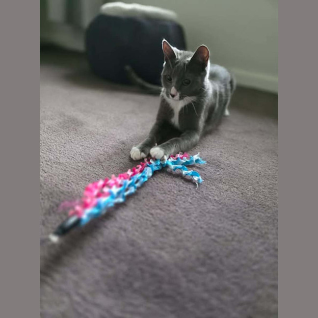 Photo of Pickle