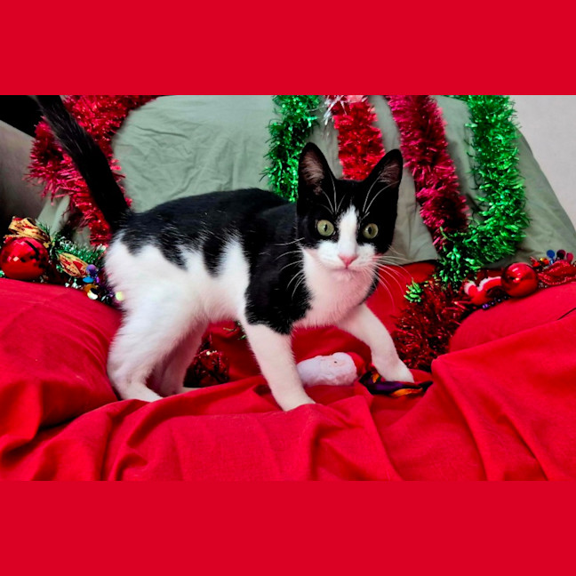 Photo of Bromley (9081)