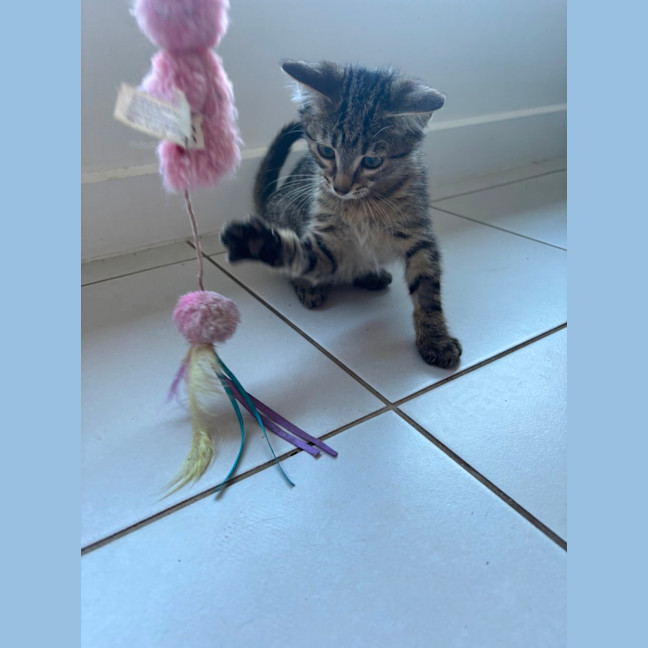 Photo of Pom Pom Meet Me @Petstock Mornington Nepean Hwy 