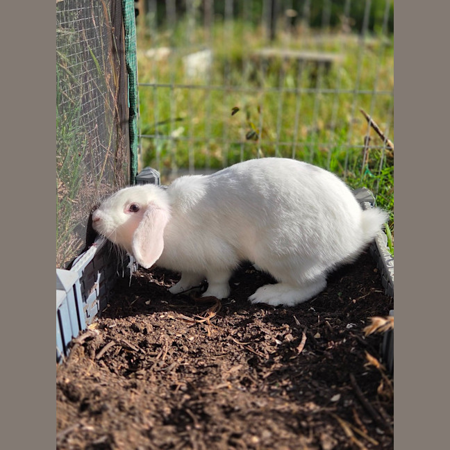 Photo of Gidget 