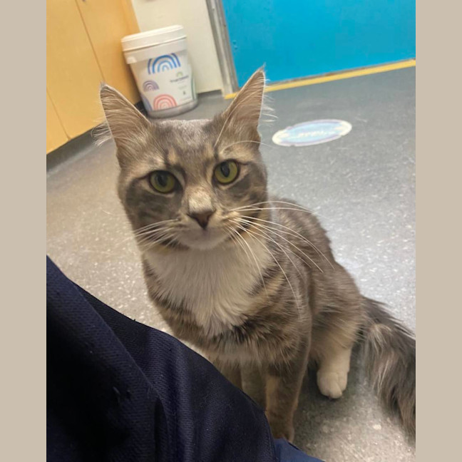 Photo of Marshmellow