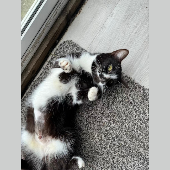 Photo of Smudge   1.5 Year Old Domestic Short Hair