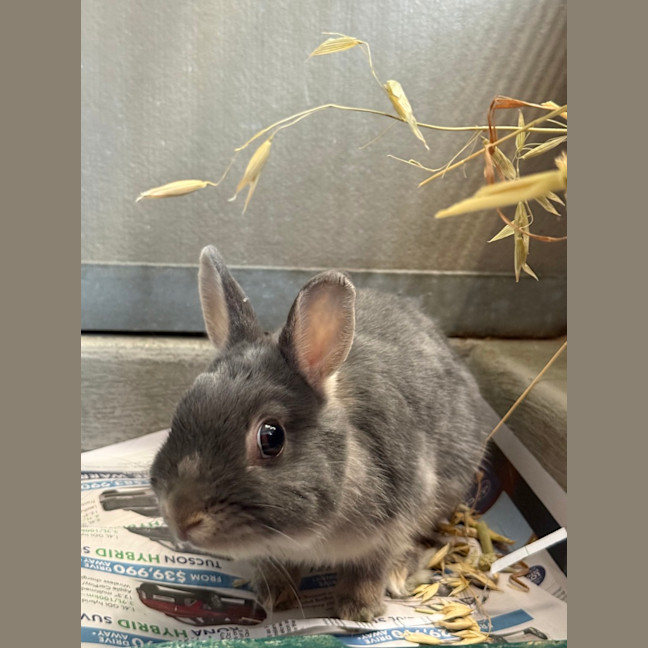 Photo of Stormy