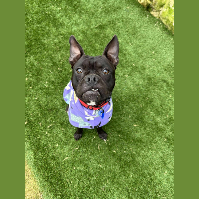 Photo of Letti   2 Year Old Boston Terrier X Staffy