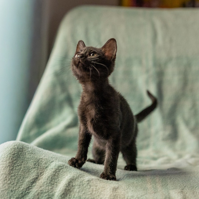 Photo of Fern