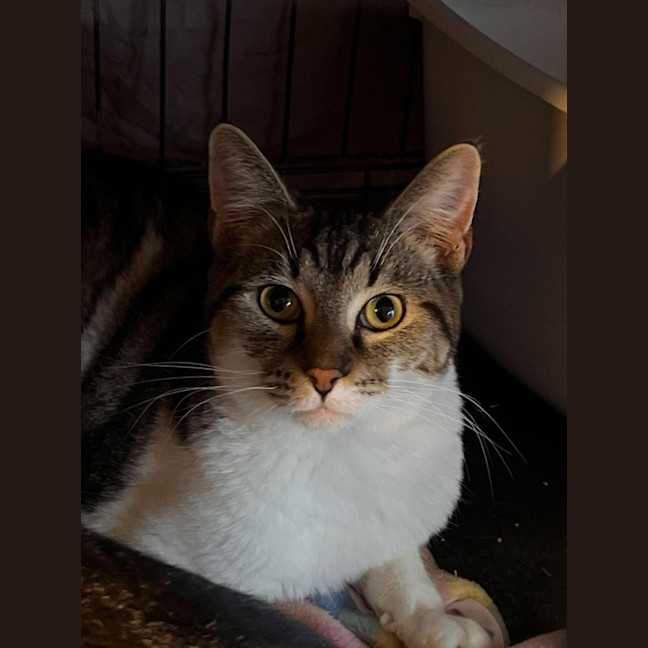 Photo of Pom Pom