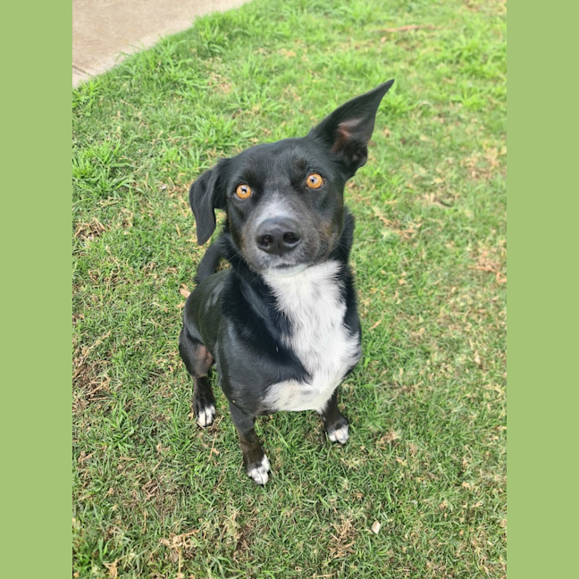 Photo of Buddy