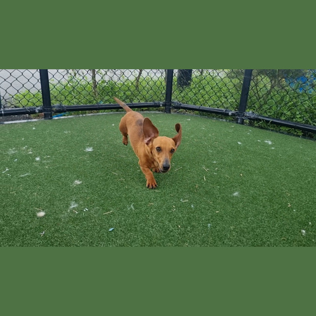 Photo of Dorothy Imp 2569