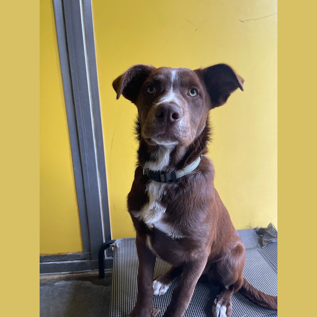 Photo of Banjo